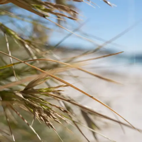 Flora in front of the beach on Rottnest Island.