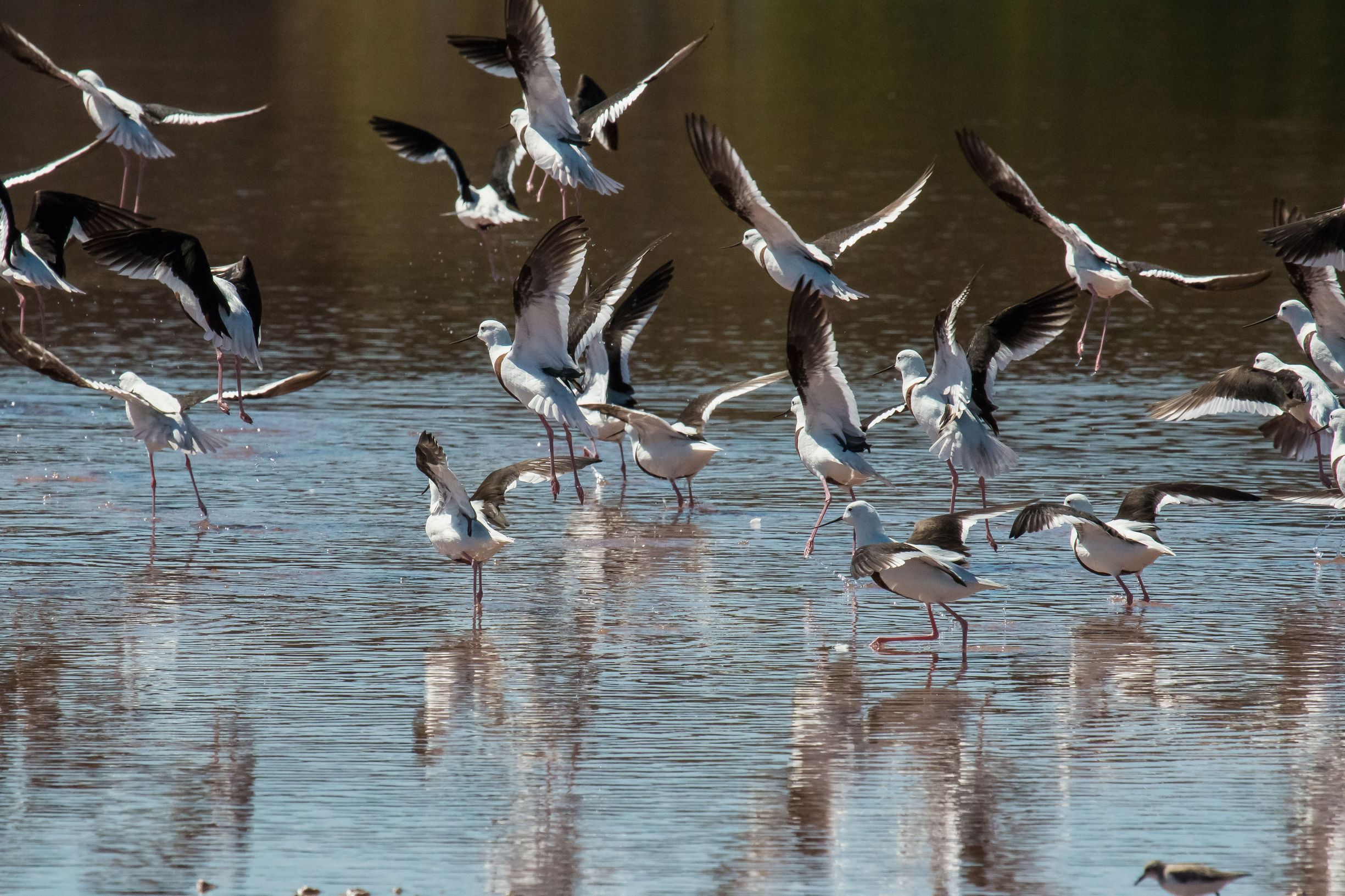 Banded Stilts taking off over still, reflective water.
