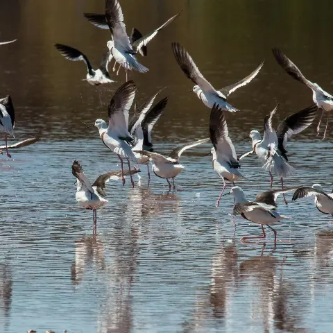 Banded Stilts taking off over still, reflective water.