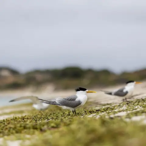 Fairy Terns on the beach at Wadjemup / Rottnest Island.